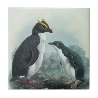 Southern Rockhopper Penguin Tegeltje