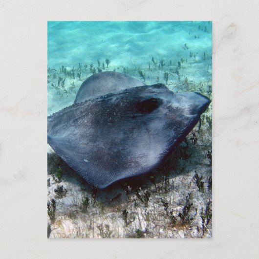 Southern Stingray Briefkaart (Voorkant)