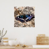 Southern White Admiral Blue Butterfly Painting Poster (Keuken)
