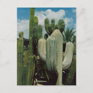 Southwest Cactus Briefkaart