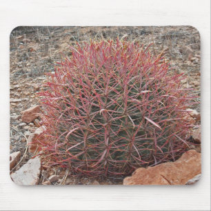 Southwest Red Barrel Cactus Foto Arizona Desert Muismat