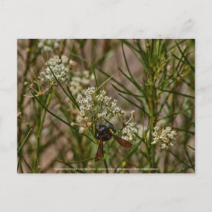 Southwestern Forager Briefkaart