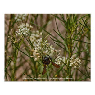 Southwestern Forager Foto Afdruk