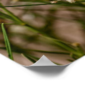 Southwestern Forager Poster (Hoek)