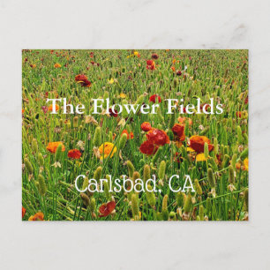 Souvenir Briefkaart: De bloemvelden, Carlsbad, CA Briefkaart