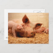 Sow en biggen briefkaart (Voorkant / Achterkant)