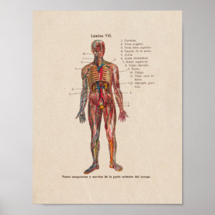 Spaans Anatomie Print Arteries Veins