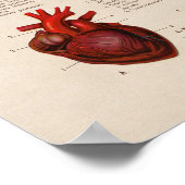 Spaans  Anatomie Print Lungs Heart (Hoek)