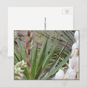 Spaans Bayonet Yucca Blossom Briefkaart (Voorkant / Achterkant)