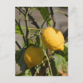 Spaans lemon grafische kaart (Voorkant)