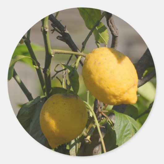 Spaans lemon grafische kaart ronde sticker (Voorkant)