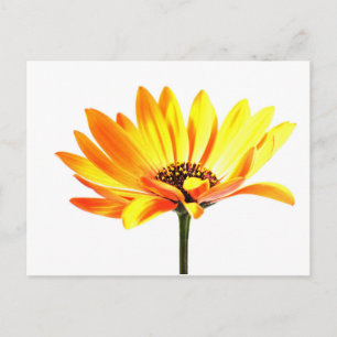 Spaans Margurit Flower Briefkaart