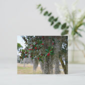 Spaans Moss en American Holly Briefkaart (Staand voorkant)