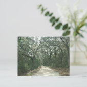 Spaans Moss, Georgetown County, SC Briefkaart (Staand voorkant)