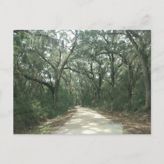 Spaans Moss, Georgetown County, SC Briefkaart (Voorkant)