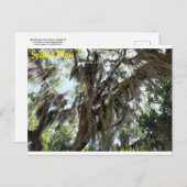Spaans Moss Old South Briefkaart (Voorkant / Achterkant)