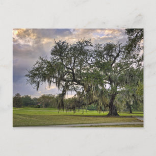 Spaans Moss on Live Oak in New Orleans Briefkaart