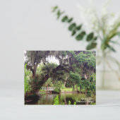 Spaans Moss Savannah Georgia Briefkaart (Staand voorkant)