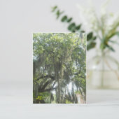 Spaans Moss Savannah Georgia Briefkaart (Staand voorkant)