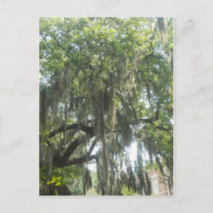 Spaans Moss Savannah Georgia Briefkaart