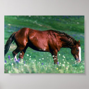 Spaans Mustang Poster