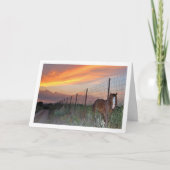 Spaans paard bij zonsondergang kaart (Voorkant)