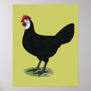 Spaans: witte hond poster