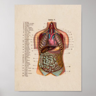 Spaanse  anatomie Afdrukorganen Hart Poster