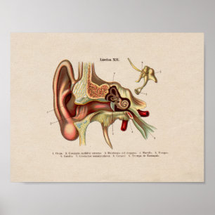 Spaanse  anatomie printplaat poster