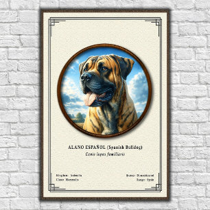 Spaanse Bulldog (Alano Español) Zoologie Serie Poster