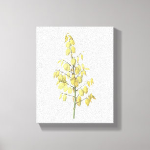 Spaanse dolk (Yucca gloriosa) van Redouté Canvas Afdruk