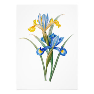 Spaanse iris door Pierre-Joseph Redouté Foto Afdruk