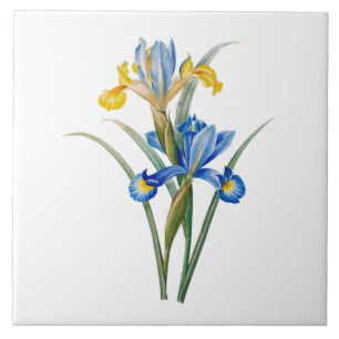 Spaanse iris door Pierre-Joseph Redouté Tegeltje