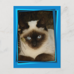 Spaanse kat 1 briefkaart
