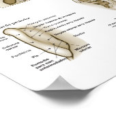 Spaanse ooracupunctuurkaart poster (Hoek)