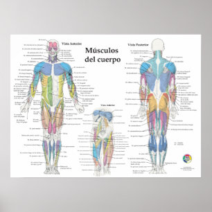Spaanse spier anatomie chart poster