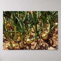 Spaanse uien bij de oogst