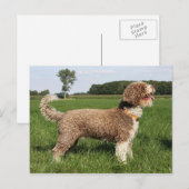 spaanse waterhond briefkaart (Voorkant / Achterkant)