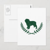 Spaanse waterhond briefkaart (Voorkant / Achterkant)