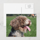 spaanse waterhond briefkaart (Voorkant / Achterkant)