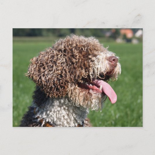 spaanse waterhond briefkaart (Voorkant)