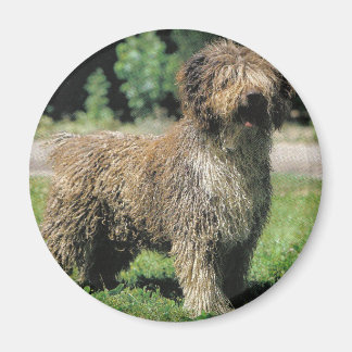 Spaanse waterhond magneet