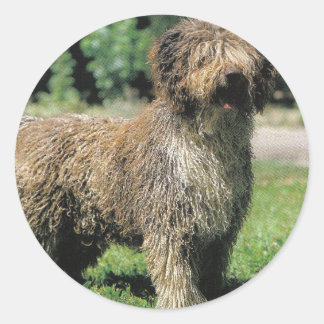 Spaanse waterhond stickers