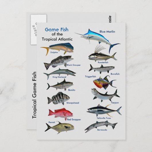 Spaanvis van het tropische Briefkaart (Voorkant / Achterkant)