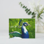 Spaar de datum Pauw vogel briefkaart (Staand voorkant)