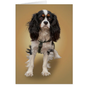 SPANIEL