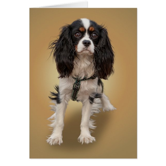 SPANIEL (Voorkant)