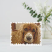 Spaniel Breed Briefkaart (Staand voorkant)