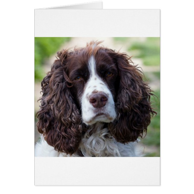 spaniel de springer anglais.png (Devant)
