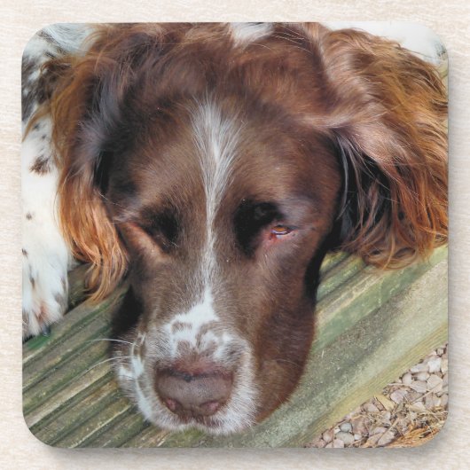 SPANIEL DOG BIER ONDERZETTER (Voorkant)